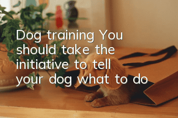 Dog training: You should take the initiative to tell your dog what to do