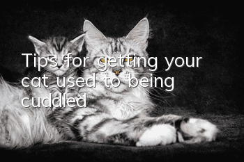 Tips for getting your cat used to being cuddled