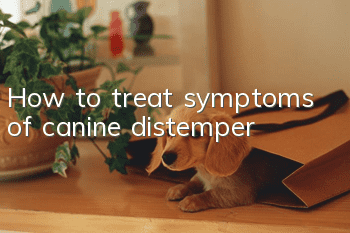 How to treat symptoms of canine distemper