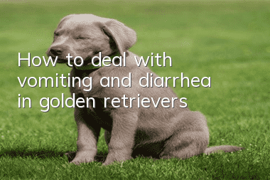 How to deal with vomiting and diarrhea in golden retrievers?