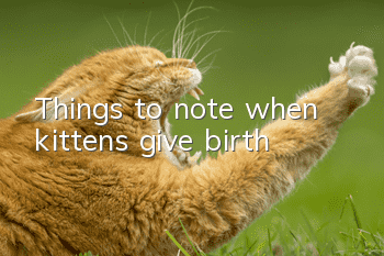 Things to note when kittens give birth