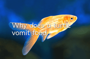 Why does a turtle vomit food?