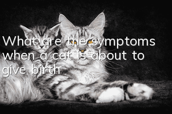 What are the symptoms when a cat is about to give birth?