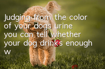 Judging from the color of your dog’s urine, you can tell whether your dog drinks enough water!