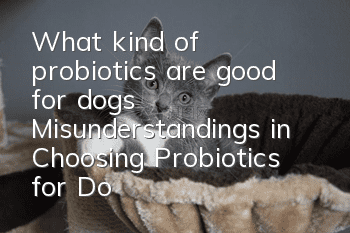 What kind of probiotics are good for dogs? Misunderstandings in Choosing Probiotics for Dogs