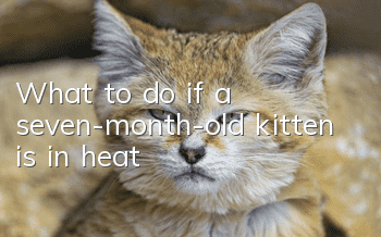 What to do if a seven-month-old kitten is in heat