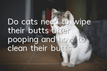 Do cats need to wipe their butts after pooping and how to clean their butts?