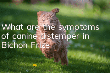 What are the symptoms of canine distemper in Bichon Frize?