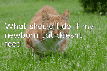 What should I do if my newborn cat doesn’t feed?