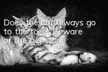 Does the cat always go to the toilet? Beware of the big stone crisis