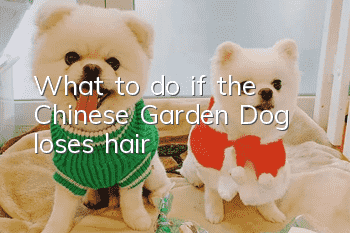 What to do if the Chinese Garden Dog loses hair