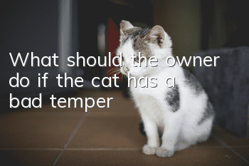 What should the owner do if the cat has a bad temper?