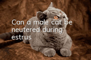 Can a male cat be neutered during estrus?