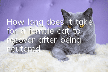 How long does it take for a female cat to recover after being neutered?