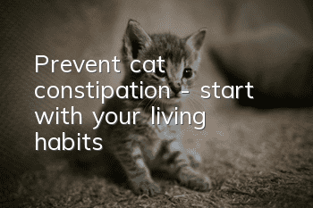 Prevent cat constipation - start with your living habits