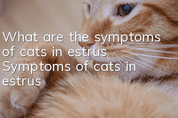 What are the symptoms of cats in estrus? Symptoms of cats in estrus