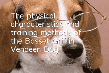 The physical characteristics and training methods of the Basset Griffin Vendeen Dog