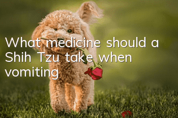 What medicine should a Shih Tzu take when vomiting?