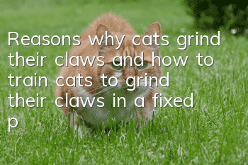 Reasons why cats grind their claws and how to train cats to grind their claws in a fixed place