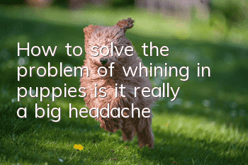 How to solve the problem of whining in puppies, is it really a big headache?