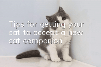 Tips for getting your cat to accept a new cat companion