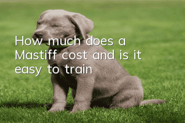 How much does a Mastiff cost and is it easy to train?
