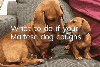 What to do if your Maltese dog coughs