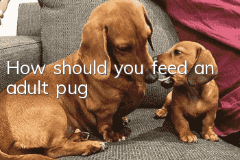 How should you feed an adult pug?