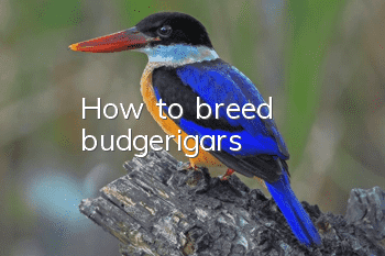How to breed budgerigars
