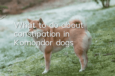 What to do about constipation in Komondor dogs