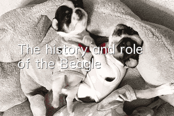 The history and role of the Beagle