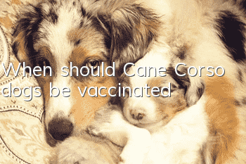 When should Cane Corso dogs be vaccinated?