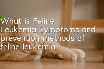 What is Feline Leukemia? Symptoms and prevention methods of feline leukemia