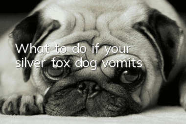 What to do if your silver fox dog vomits