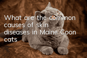 What are the common causes of skin diseases in Maine Coon cats?