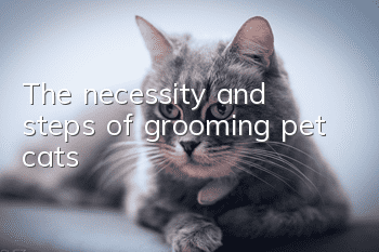 The necessity and steps of grooming pet cats