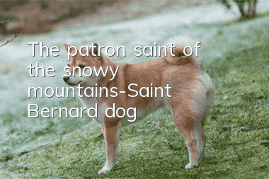 The patron saint of the snowy mountains-Saint Bernard dog