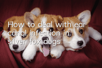 How to deal with ear canal infection in silver fox dogs