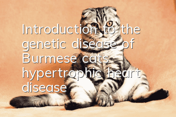 Introduction to the genetic disease of Burmese cats: hypertrophic heart disease