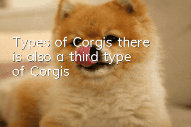 Types of Corgis, there is also a third type of Corgis