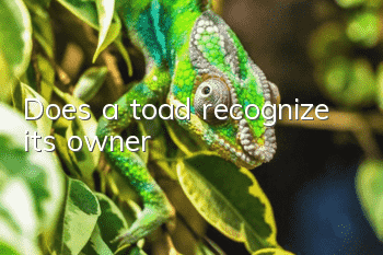 Does a toad recognize its owner?