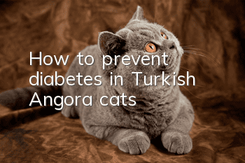 How to prevent diabetes in Turkish Angora cats?