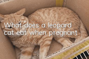 What does a leopard cat eat when pregnant?