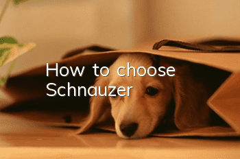 How to choose Schnauzer