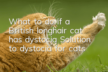 What to do if a British longhair cat has dystocia? Solution to dystocia for cats