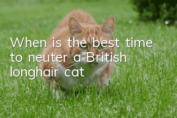 When is the best time to neuter a British longhair cat?