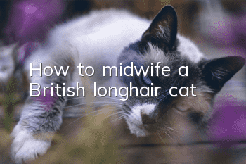How to midwife a British longhair cat
