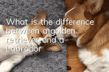 What is the difference between a golden retriever and a Labrador?