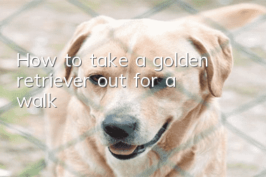 How to take a golden retriever out for a walk?
