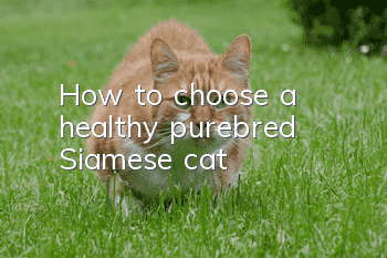 How to choose a healthy purebred Siamese cat?